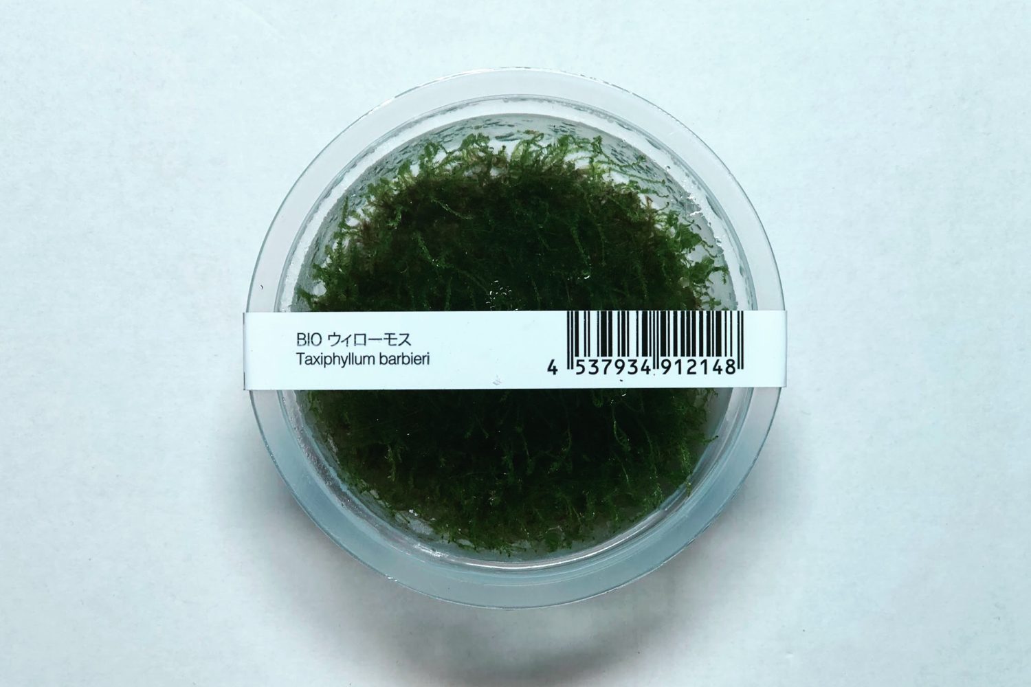 Java Moss – Taxiphyllum Barbieri – Online Aquaria