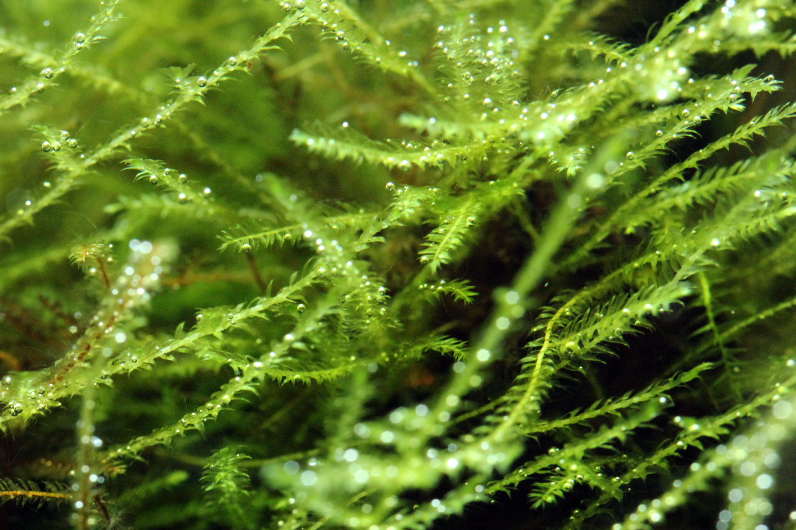 download java moss for free