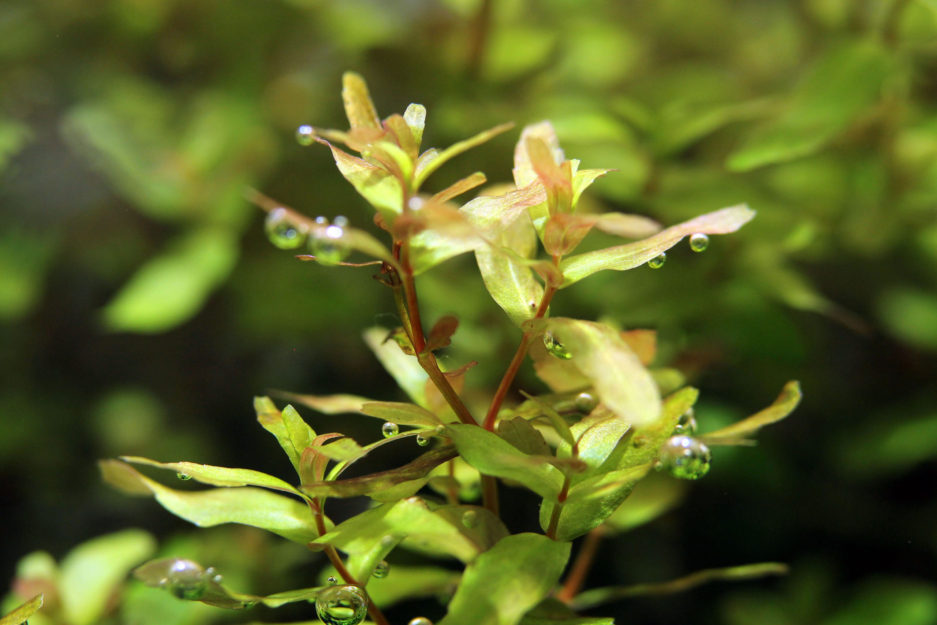 Rotala Butterfly Type 3