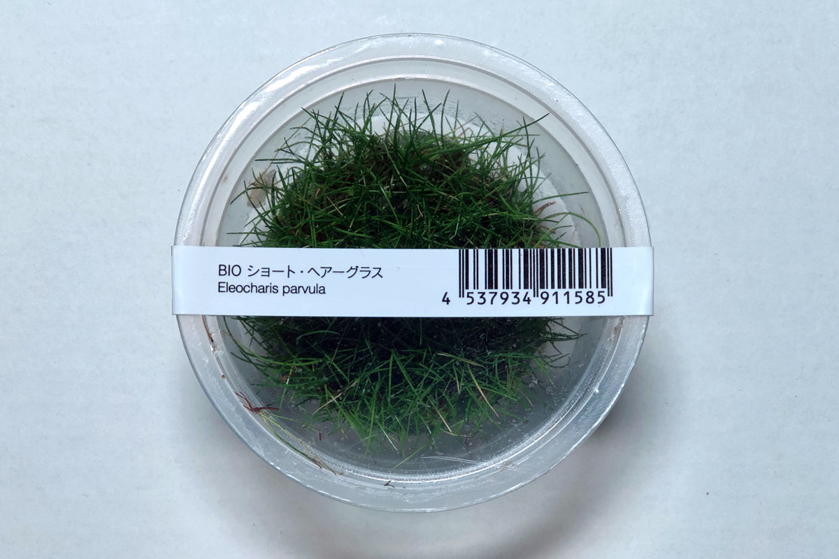Dwarf Hair Grass - Eleocharis Parvula