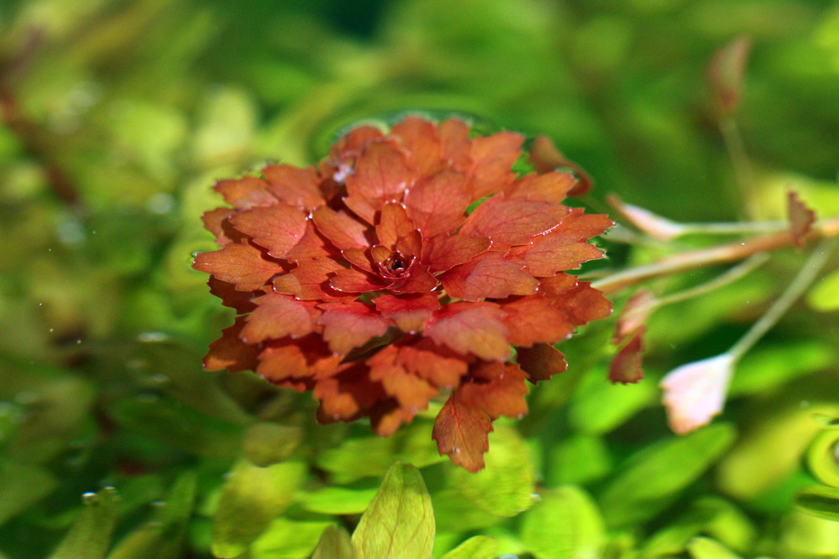 Ludwigia Sedioides - Mosaic Plant