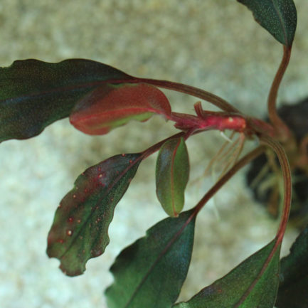 Bucephalandra Blackcurrant