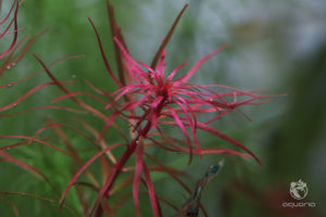 Rotala Mexicana Red