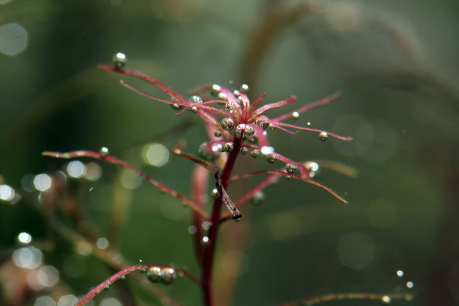 Rotala Mexicana Red