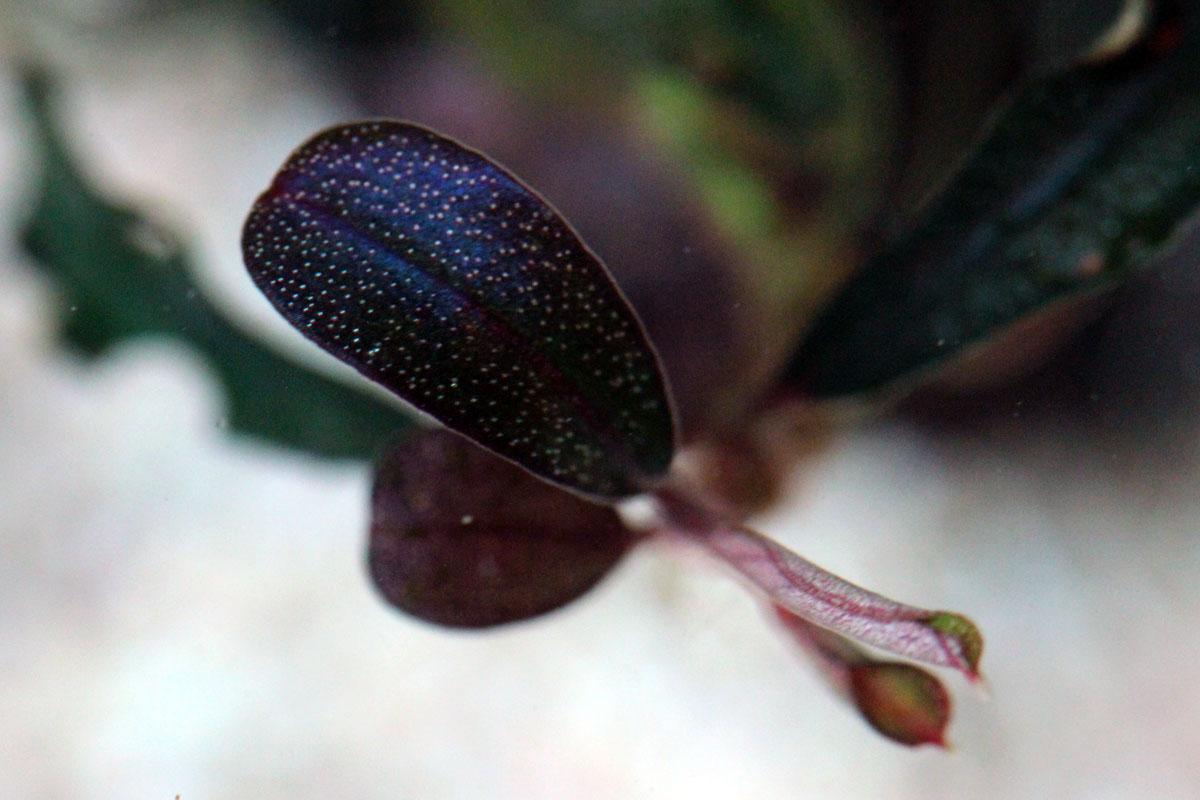 Bucephalandra sp. 'Brownie Ghost' at El Nino - Online Aquaria