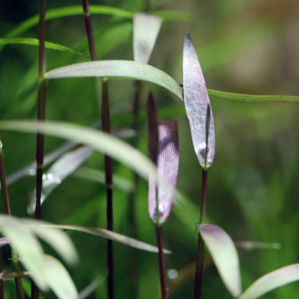 Poaceae sp. ‘Purple Bamboo’