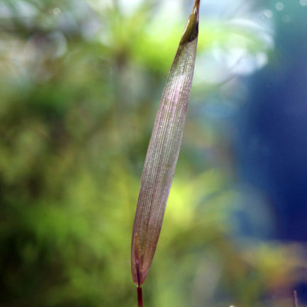 Poaceae sp. ‘Purple Bamboo’