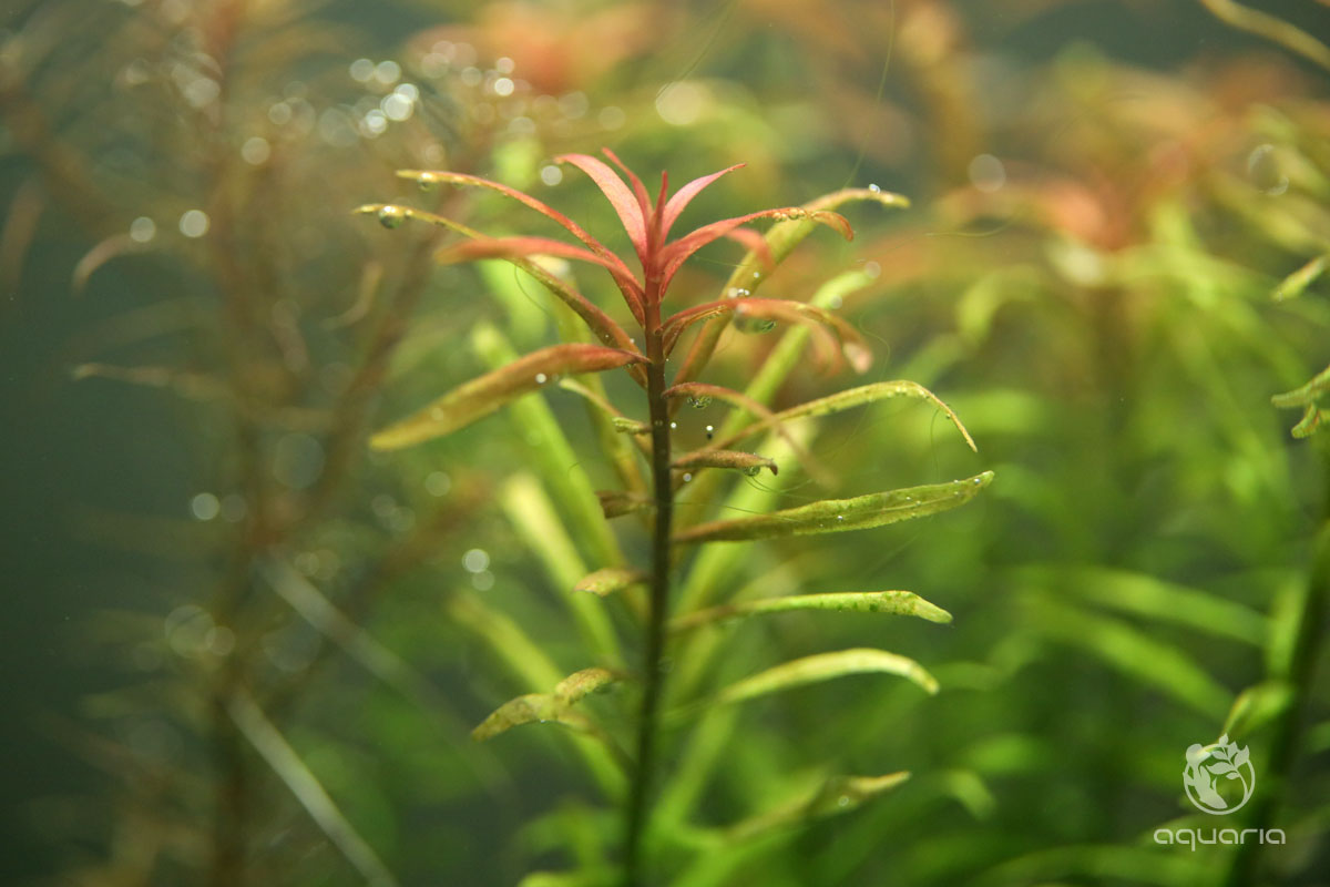 Rotala sp. 'Red Cross'