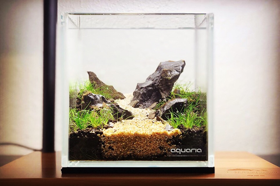 Inspiration#6 - 12cm Cube Aquascape