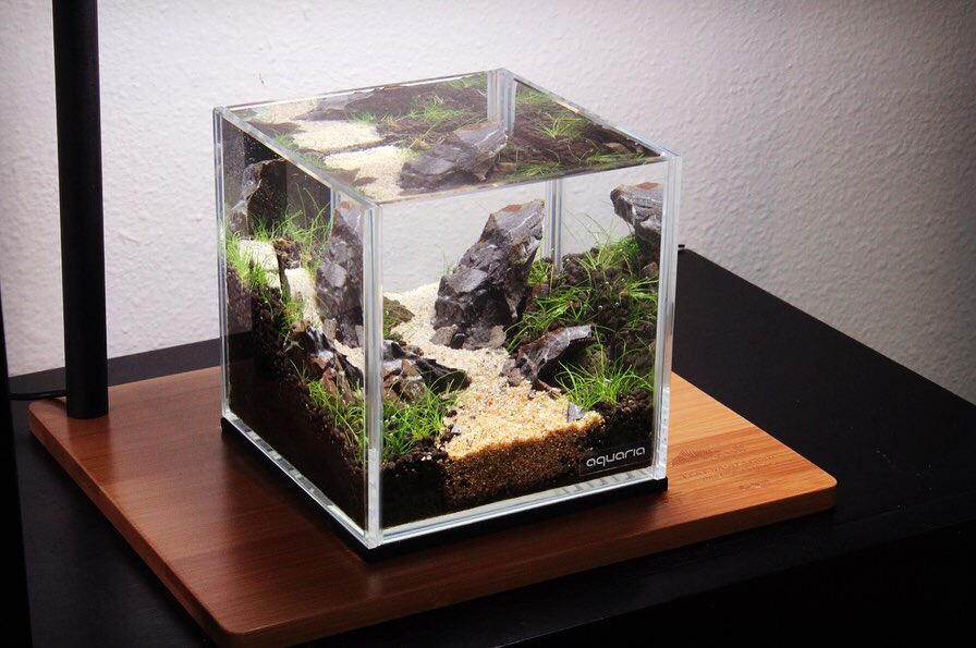 Inspiration#6 - 12cm Cube Aquascape