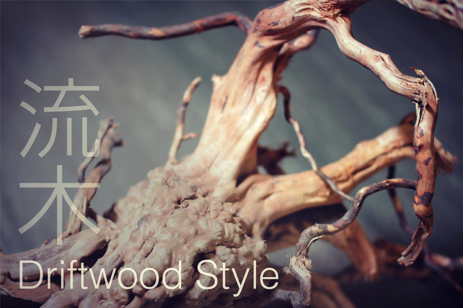 Aquascape Workshop – Driftwood Style