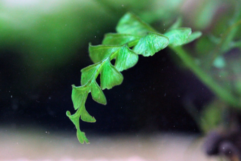 Dark Spleenwort Water Fern - Hymenasplenium Obscurum