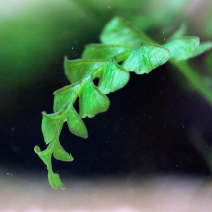 Dark Spleenwort Water Fern - Hymenasplenium Obscurum