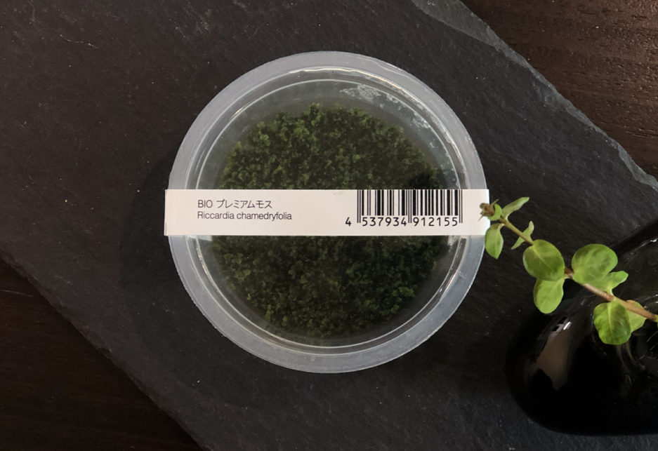 Mini Pellia - Riccardia Chamedryfolia