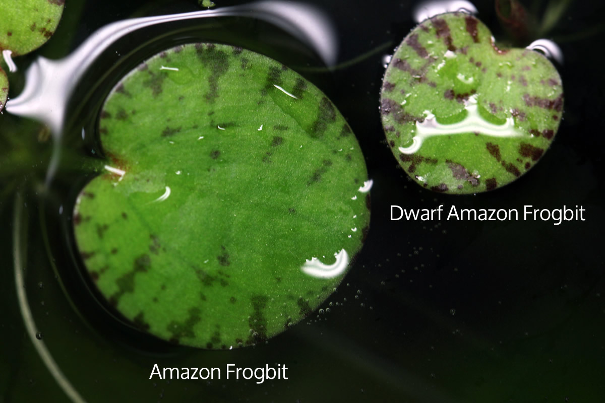 Amazon Frogbit VS Dwarf Amazon Frogbit