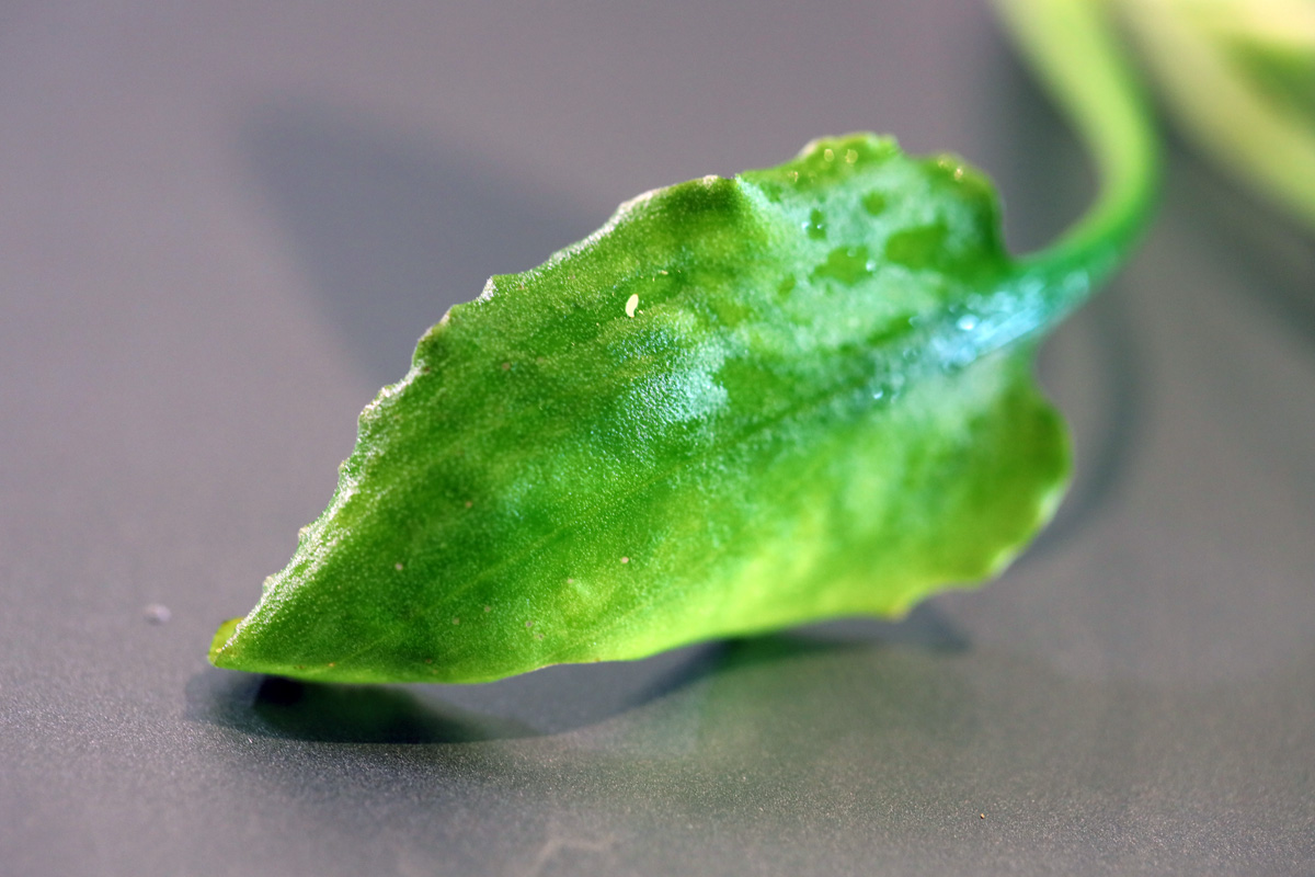 Cryptocoryne Ferruginea 'Curly Leaf'
