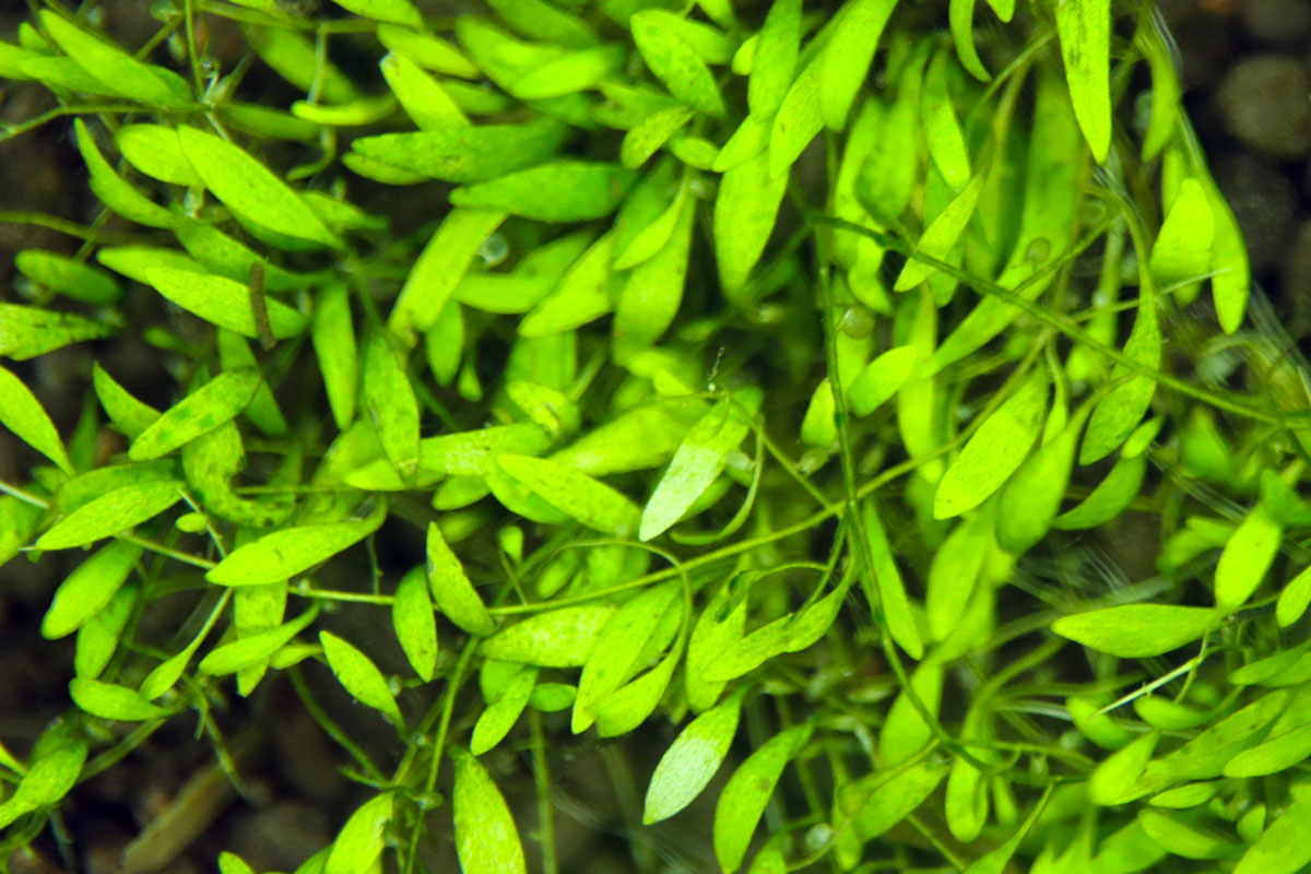 Utricularia Heterosepala