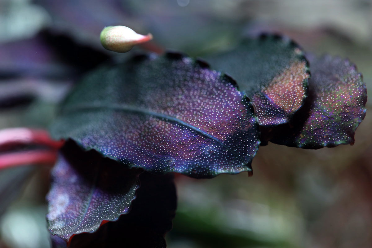 Bucephalandra Brownie Ghost Purple 2008 - Online Aquaria
