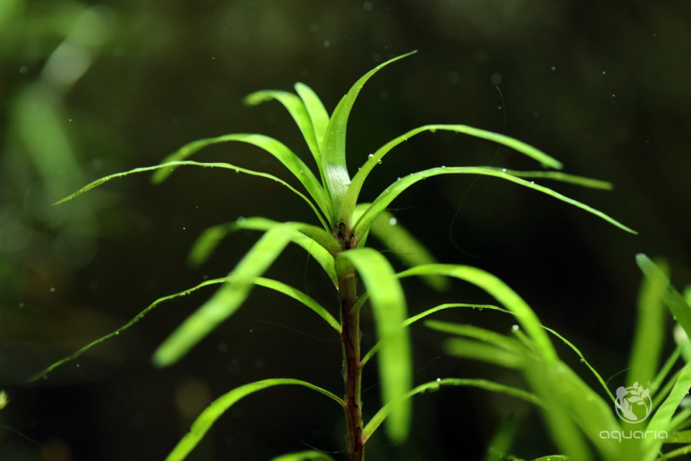 Eichornia Diversifolia