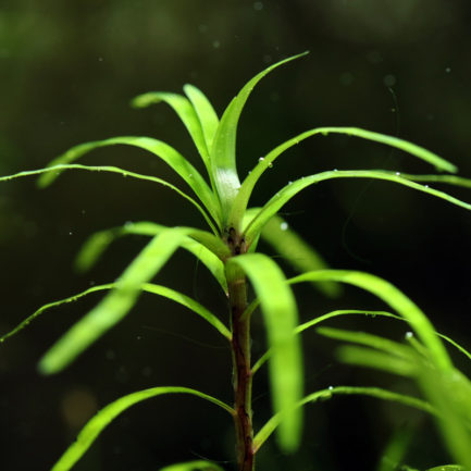 Eichornia Diversifolia
