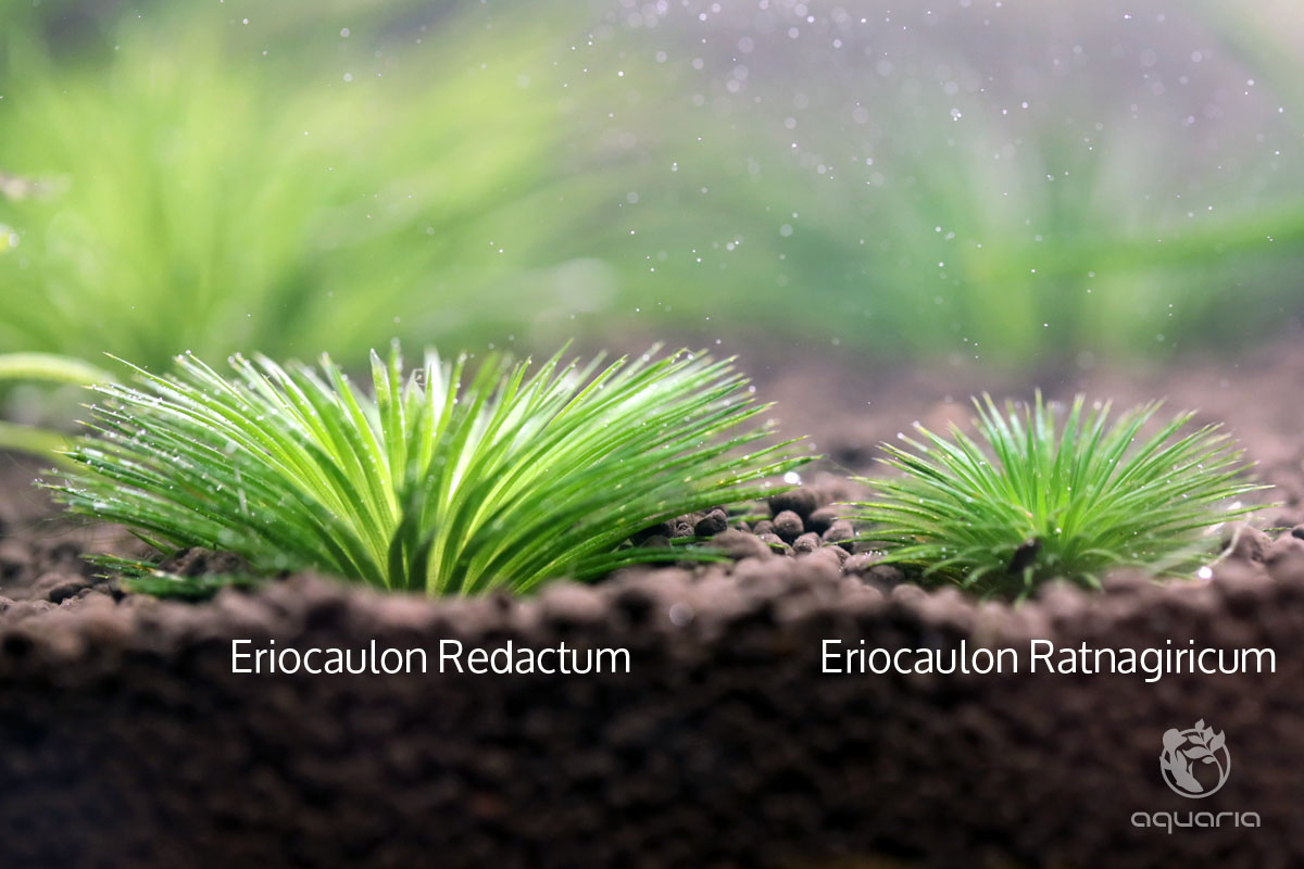 Eriocaulon Redactum vs Eriocaulon Ratnagiricum