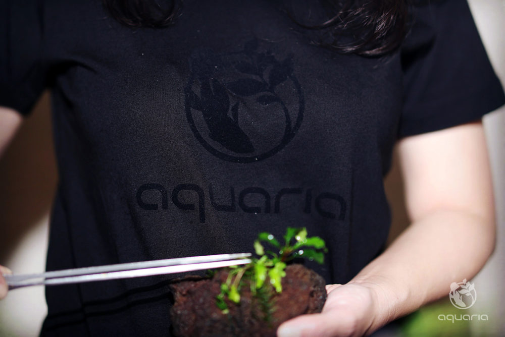 Aquaria T-Shirt ブラック