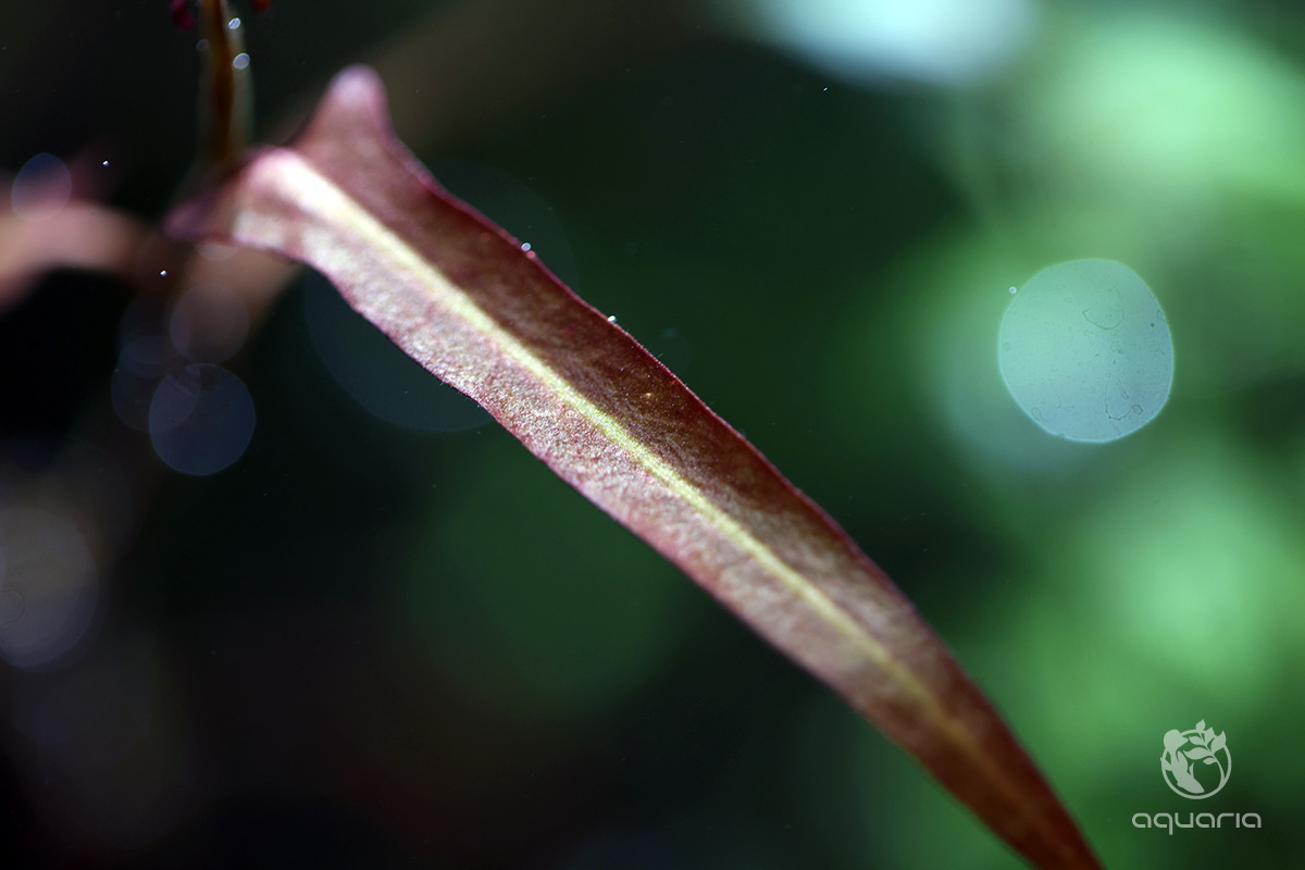 Persicaria Praetermissa Ruby