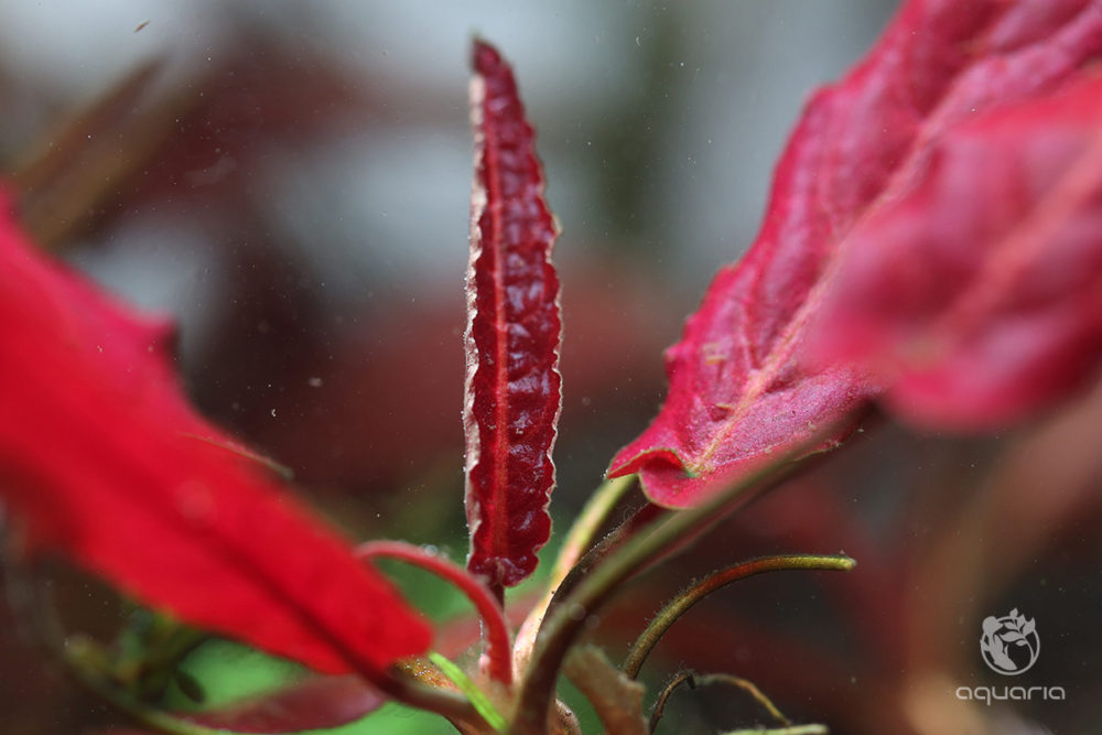Barclaya Longifolia Red