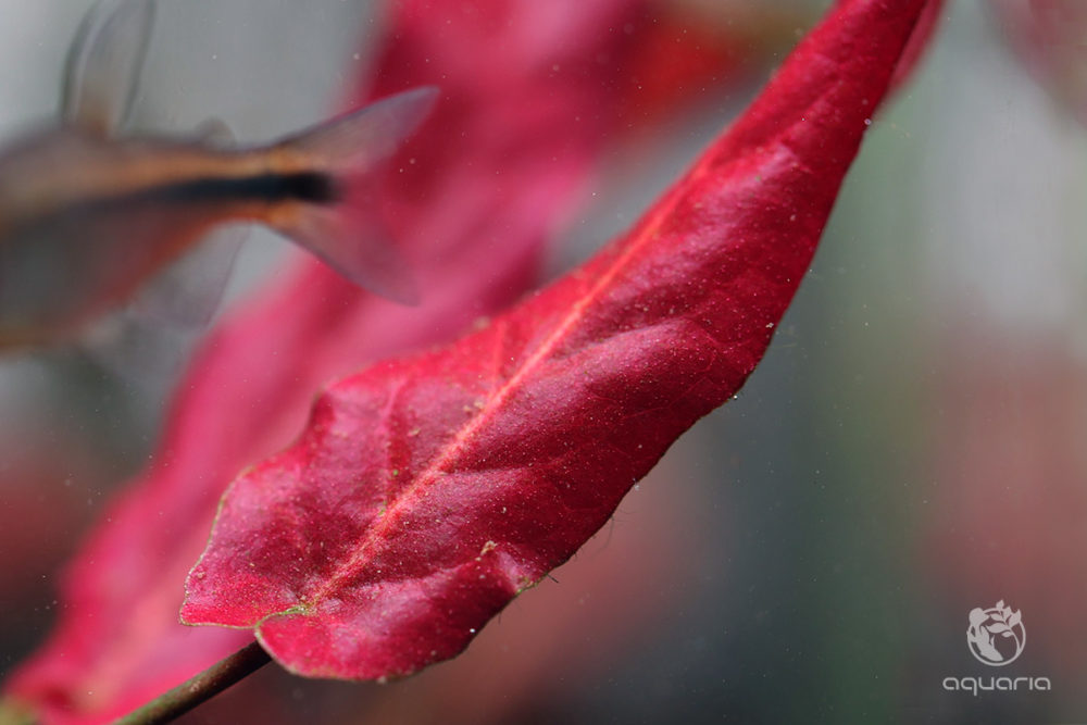 Barclaya Longifolia Red